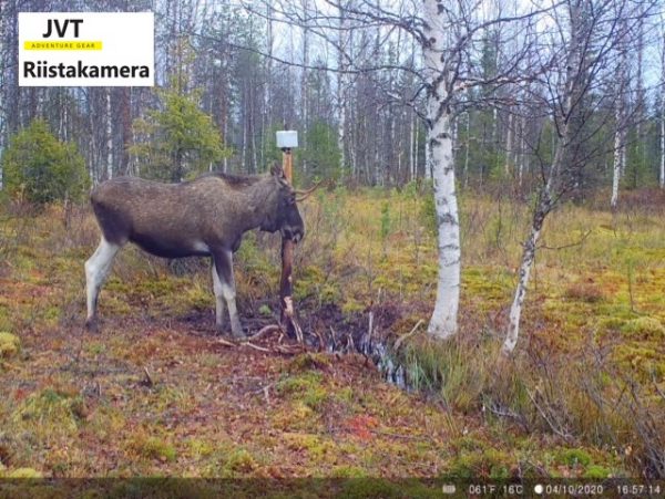 Riistakamera JVT Adventure Gear 4G lähettävä 12 MP kuva lapista