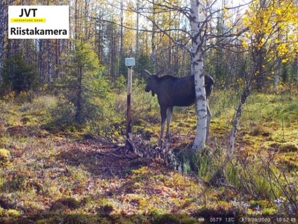 Riistakamera JVT Adventure Gear 4G lähettävä 12 MP kuva lapista