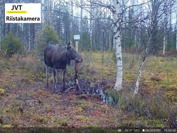 Riistakamera JVT Adventure Gear 4G lähettävä 12 MP kuva lapista