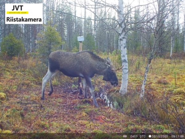 Riistakamera JVT Adventure Gear 4G lähettävä 12 MP kuva lapista