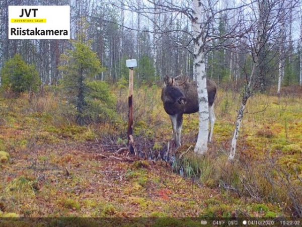 Riistakamera JVT Adventure Gear 4G lähettävä 12 MP kuva lapista